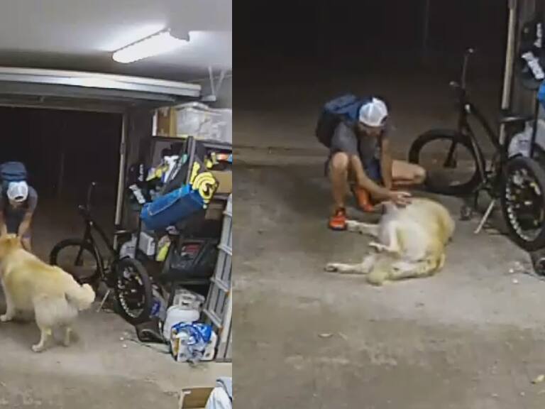 Hasta le acarició la pancita: ladrón jugó con perro antes de robar bicicleta de más de un millón de pesos en Estados Unidos