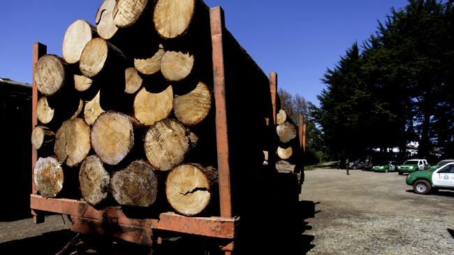 Sofofa por robo de madera