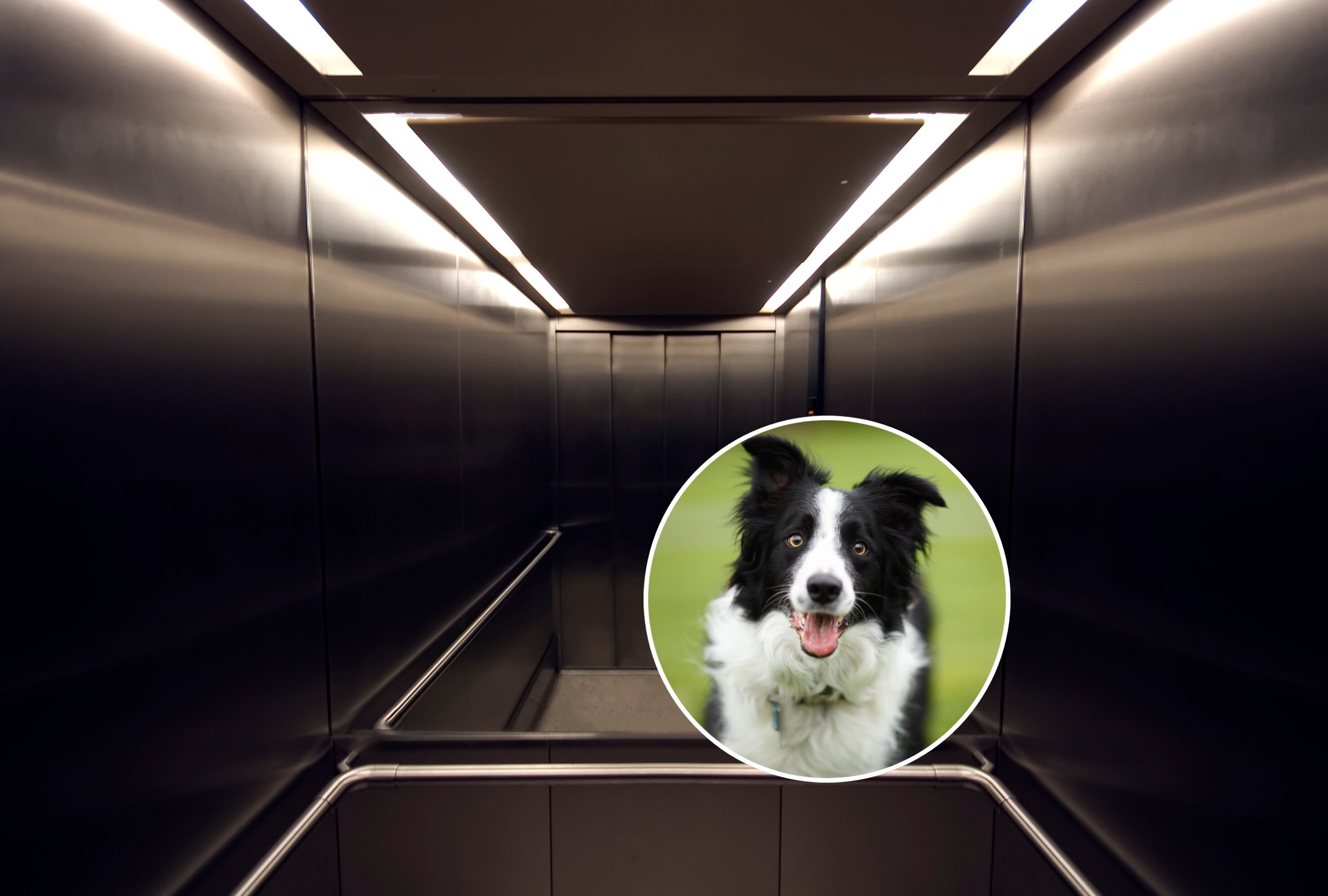 Ascendor - Border collie