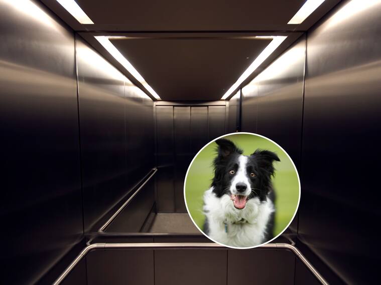 Ascendor - Border collie