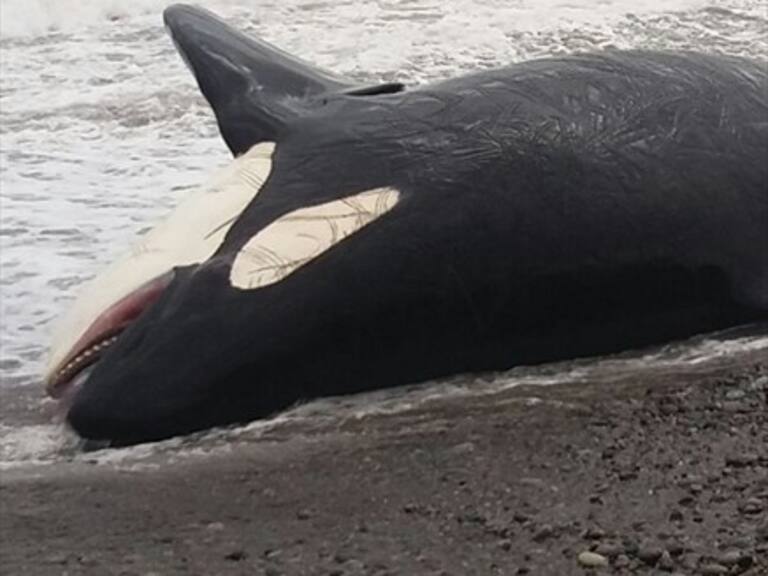 Orca de ocho metros aparece varada en playa de Santo Domingo