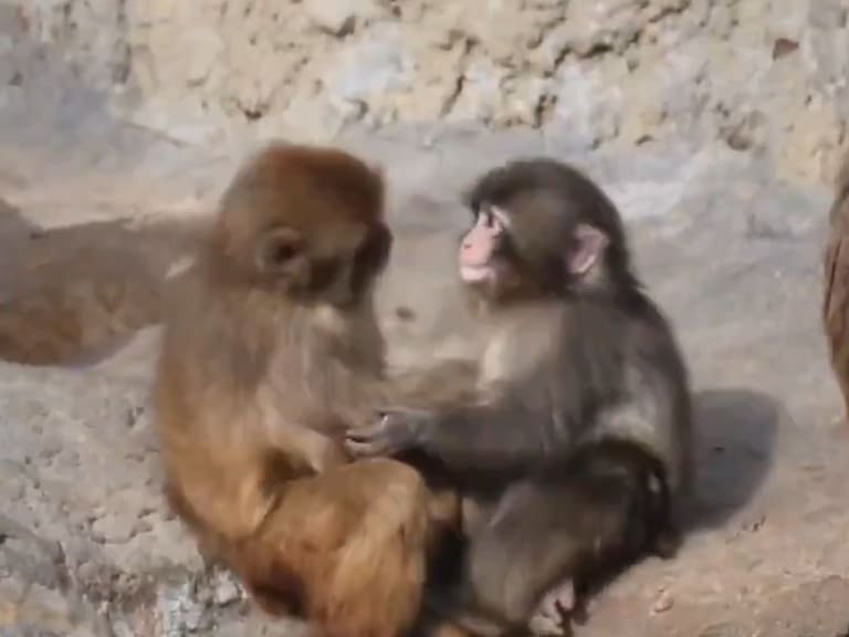 Una buena que le toque: tras abandono y feroz aporreo, mono Punch finalmente logra hacer amigos