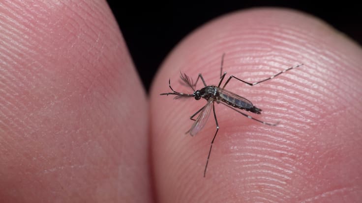 Alarma en Italia: Detectan 650 casos de dengue en solo 15 días