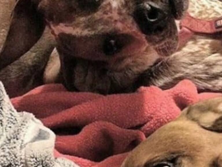 El supuesto «perro deforme» que engañó a muchos en redes sociales