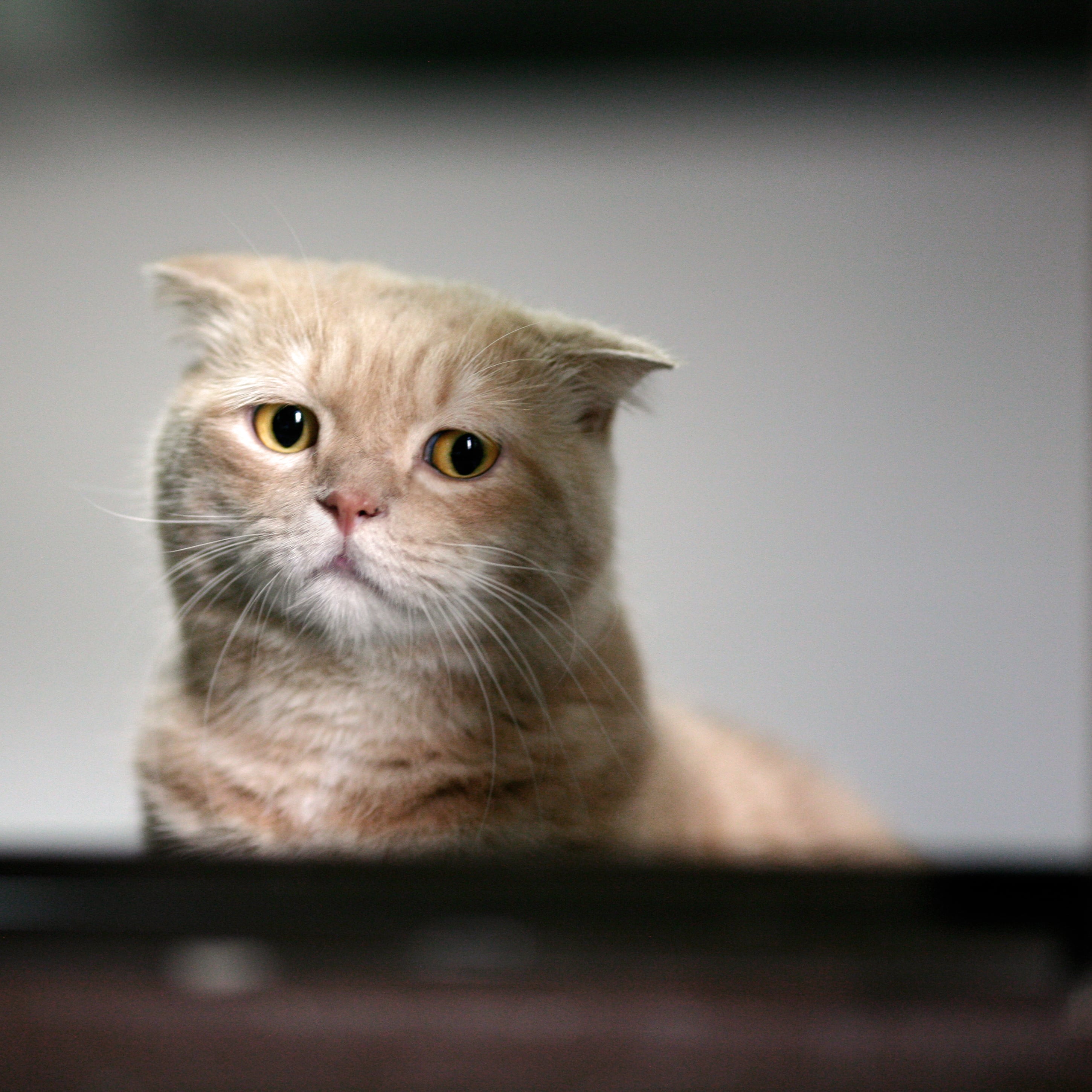 Gatito triste