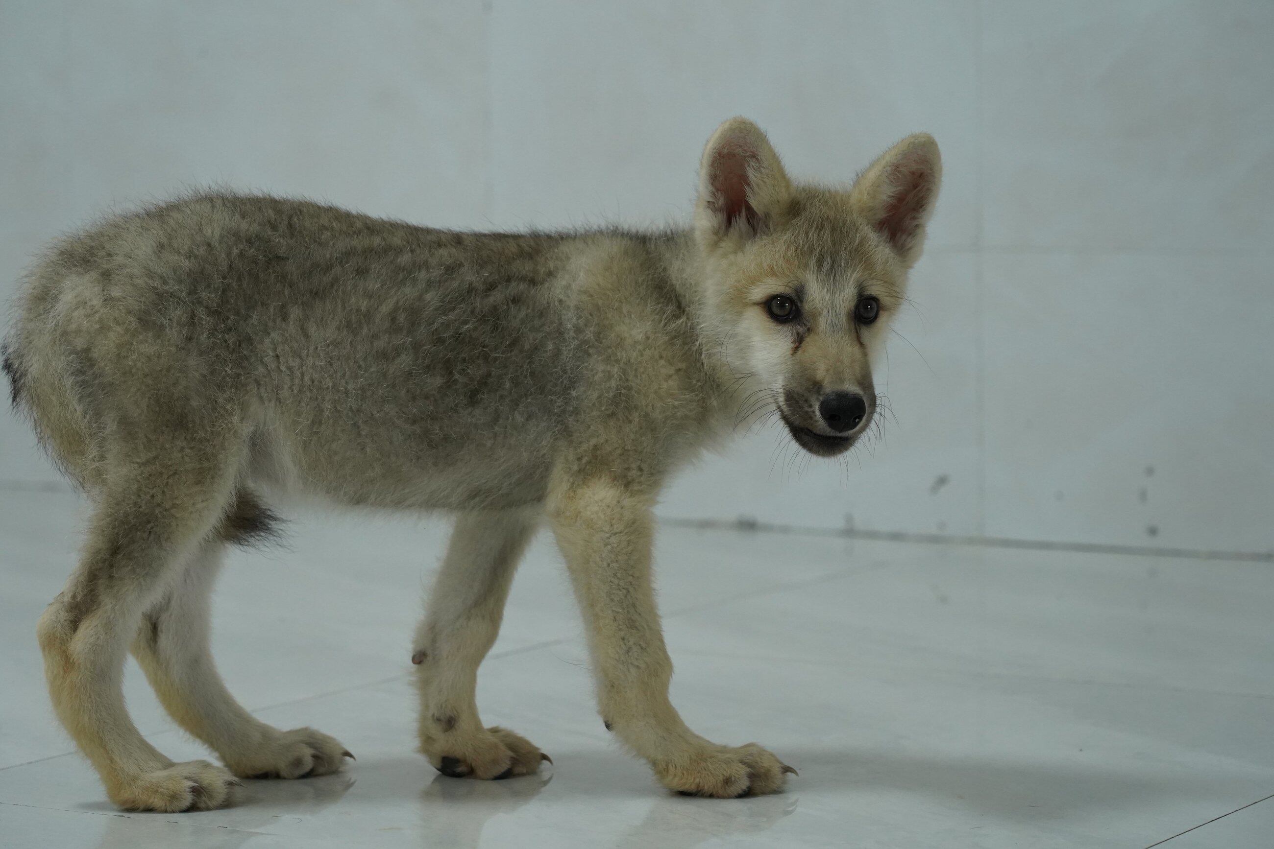 Imagen del ejemplar clonado de lobo salvaje ártico