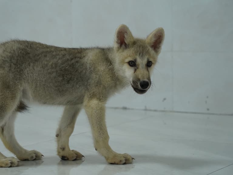 Imagen del ejemplar clonado de lobo salvaje ártico