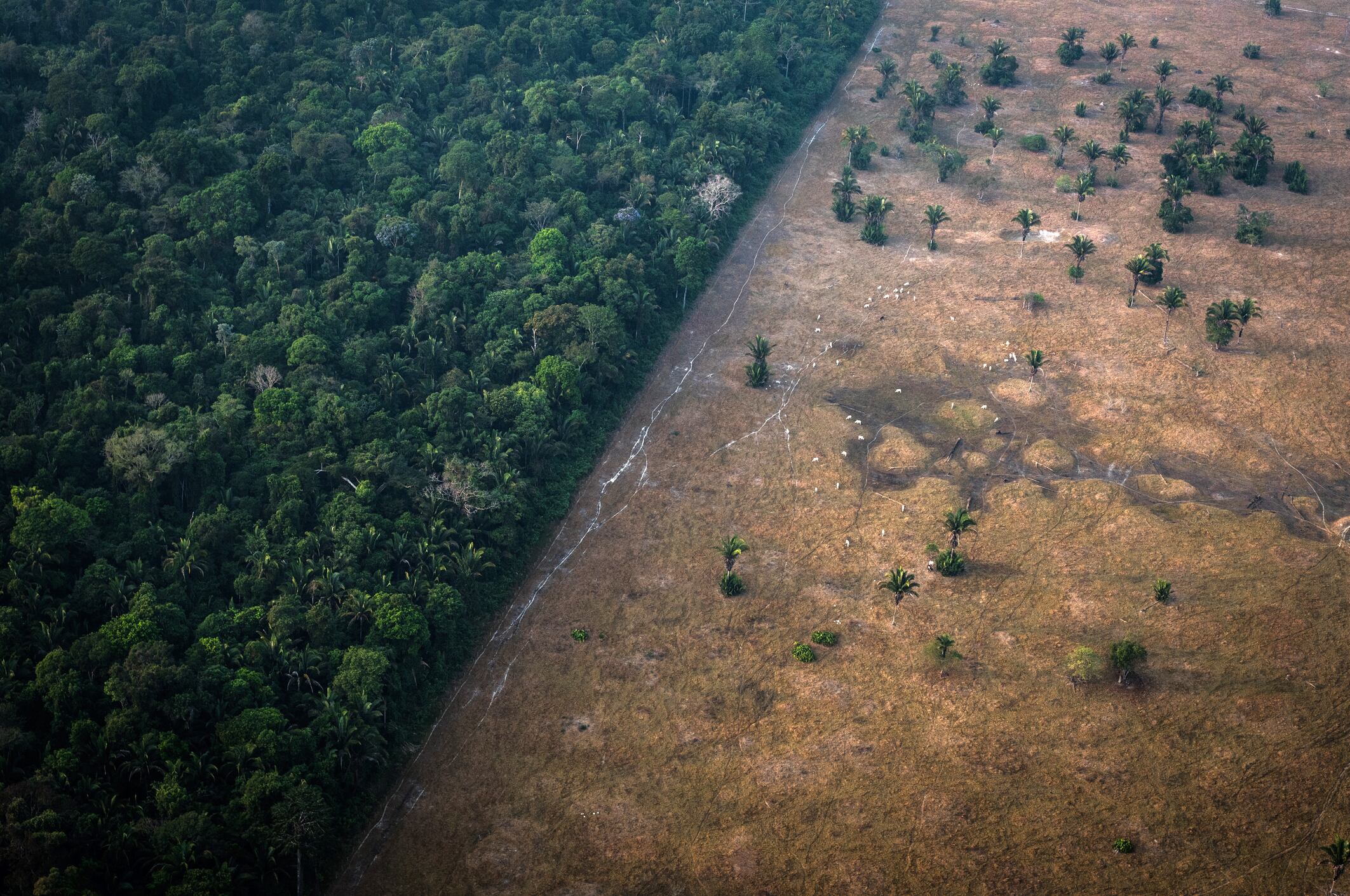 Este 29 de julio, la tierra agotó los recursos naturales de todo el 2021