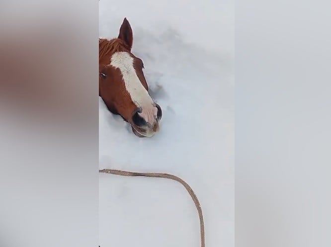 Cerca de 60 animales quedaron atrapados bajo metros de nieve en la cordillera