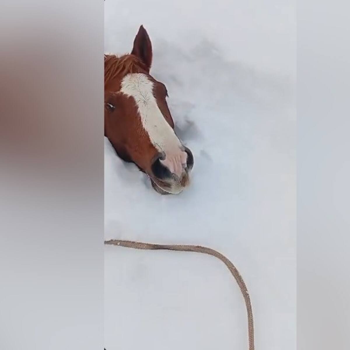 Solicitan rescate urgente en Alto del Carmen: cerca de 60 animales quedaron atrapados bajo metros de nieve en la cordillera