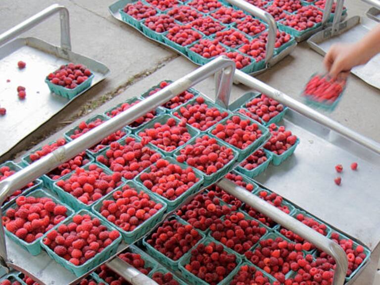 Retiran más de mil cajas de frambuesas chilenas en Estados Unidos por posible contaminación con hepatitis A