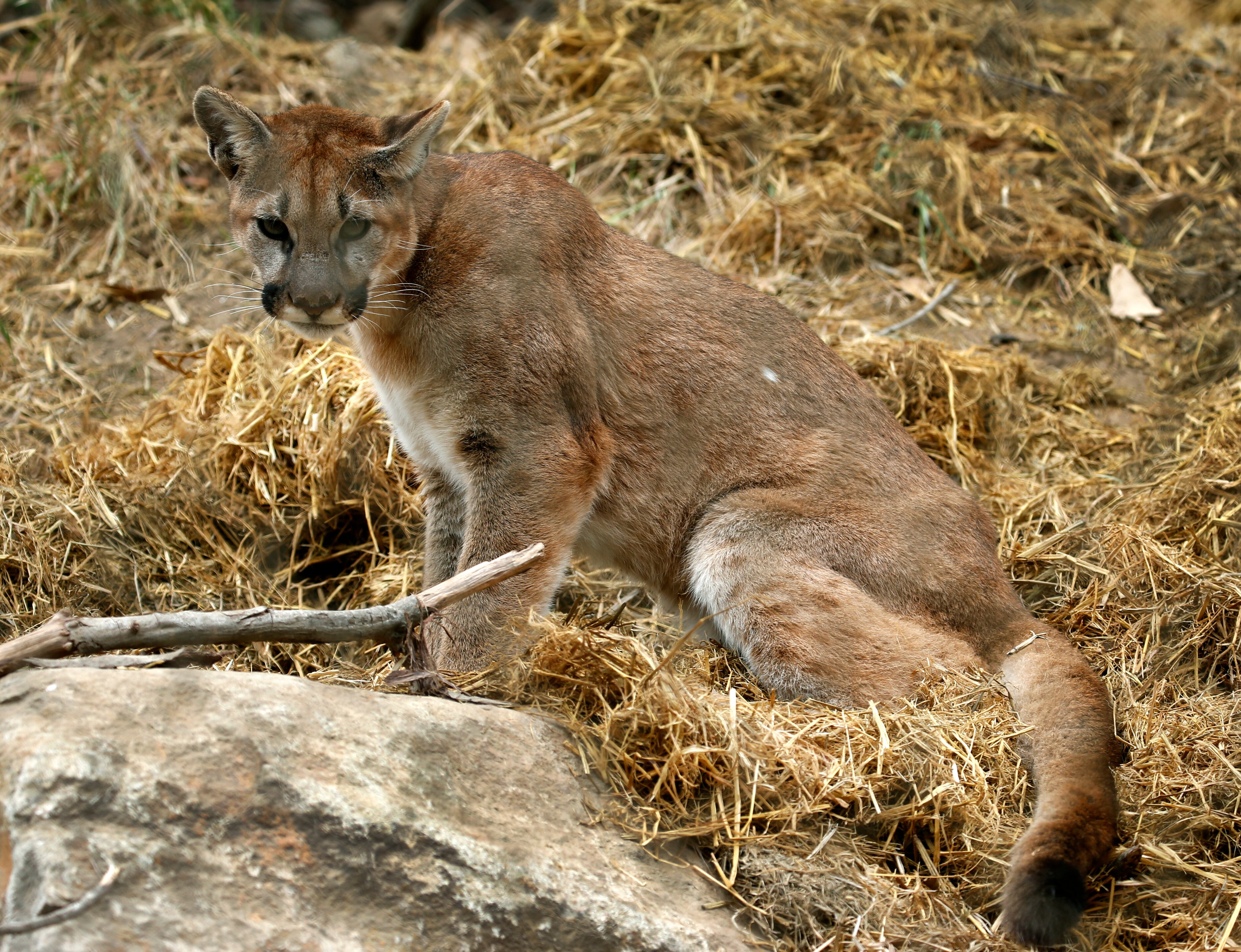 Puma salvaje