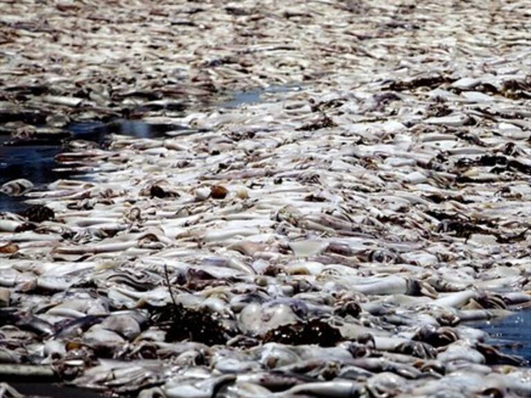 Nueva varazón de 300 toneladas de sardinas en La Araucanía