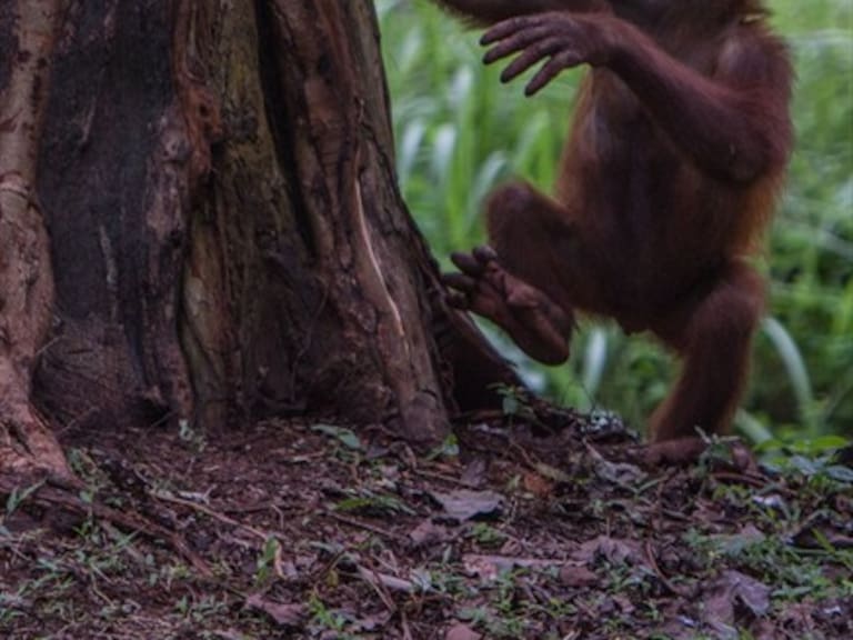 Indonesia: sujeto fue detenido por intentar robarse un orangután