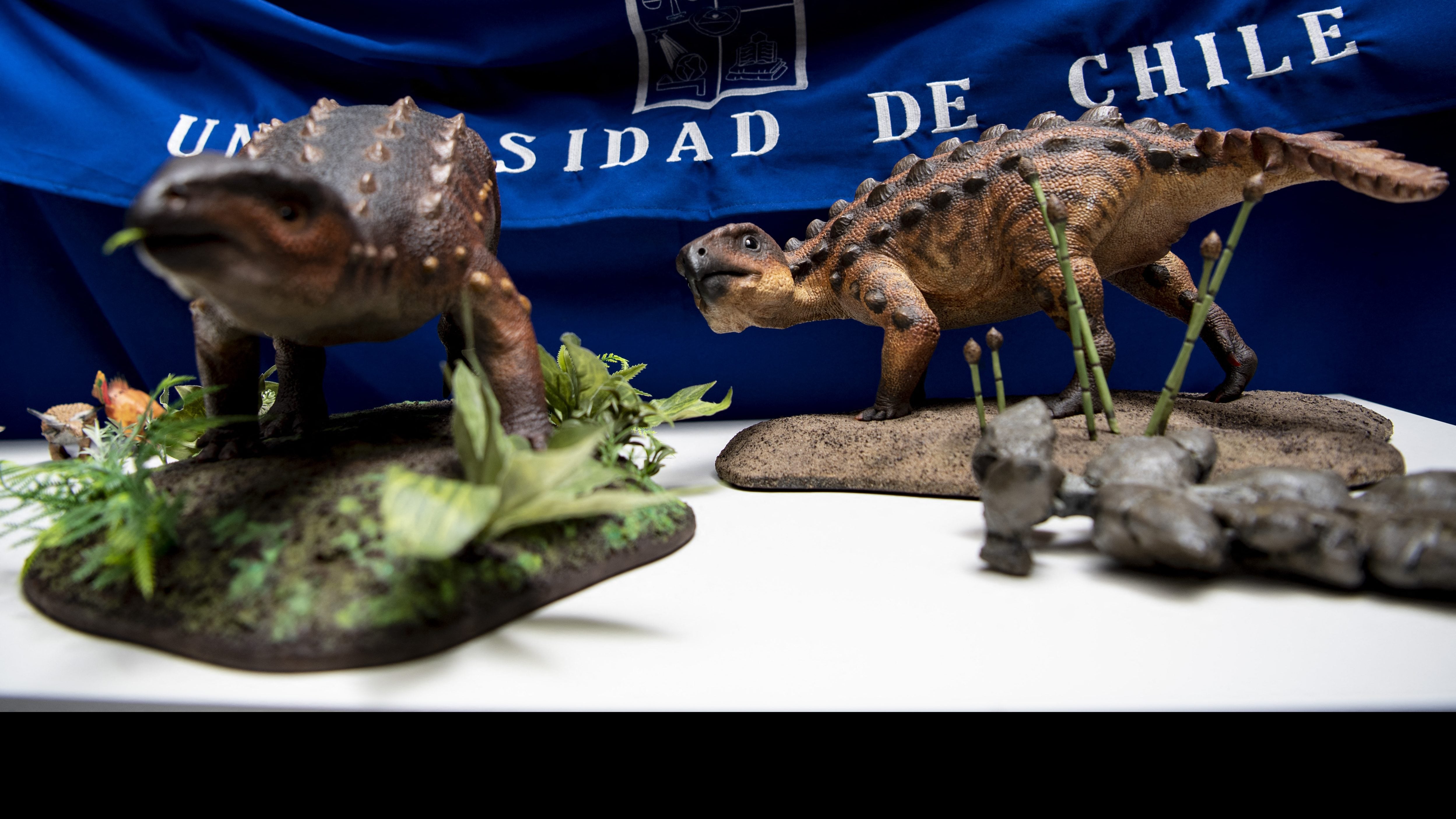 View of models of a Stegouros elengassen, a new species of non-avian dinosaur which remains were discovered intact in the Patagonia, as its remains are displayed in Santiago on December 1, 2021. (Photo by Martin BERNETTI / AFP) (Photo by MARTIN BERNETTI/AFP via Getty Images)