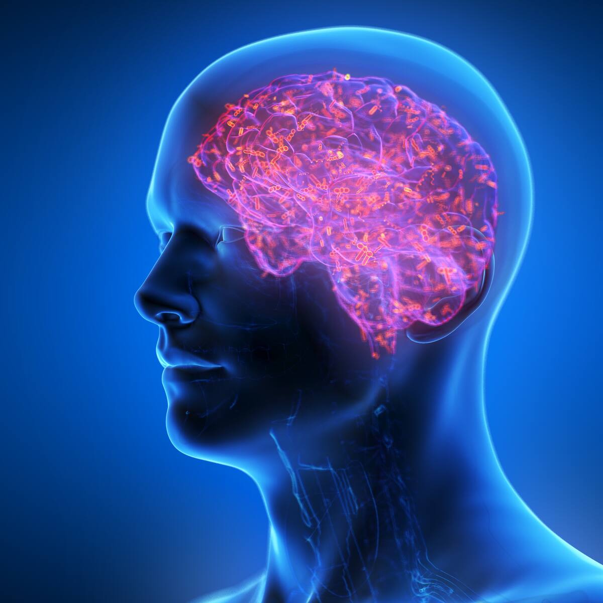 Cómo la fibra protege el cerebro y cuáles son los mejores alimentos para cuidar tu salud cerebral
