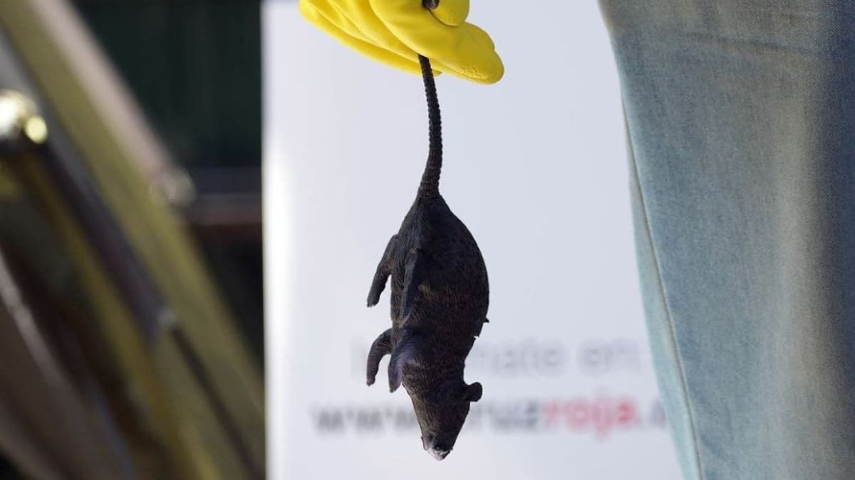 Confirman muerte de menor por Hantavirus en Hijuelas: activan vigilancia sanitaria en Valparaíso