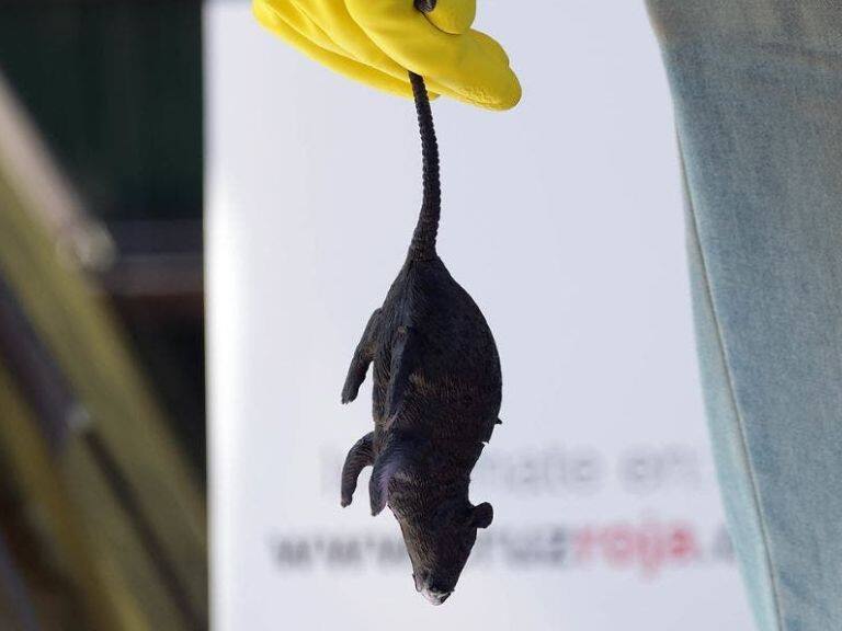 virus, seremi de Salud, región de La Araucanía, Un llamado al autocuidado, panta virus