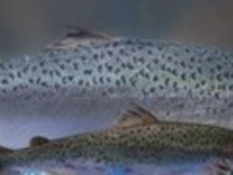 El salmón transgénico está a punto de ser el primer animal modificado para consumo