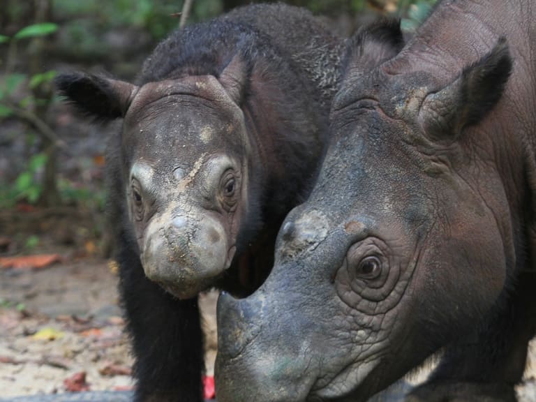 Es una especie en peligro de extinción: nace cría de rinoceronte de Sumatra en Indonesia
