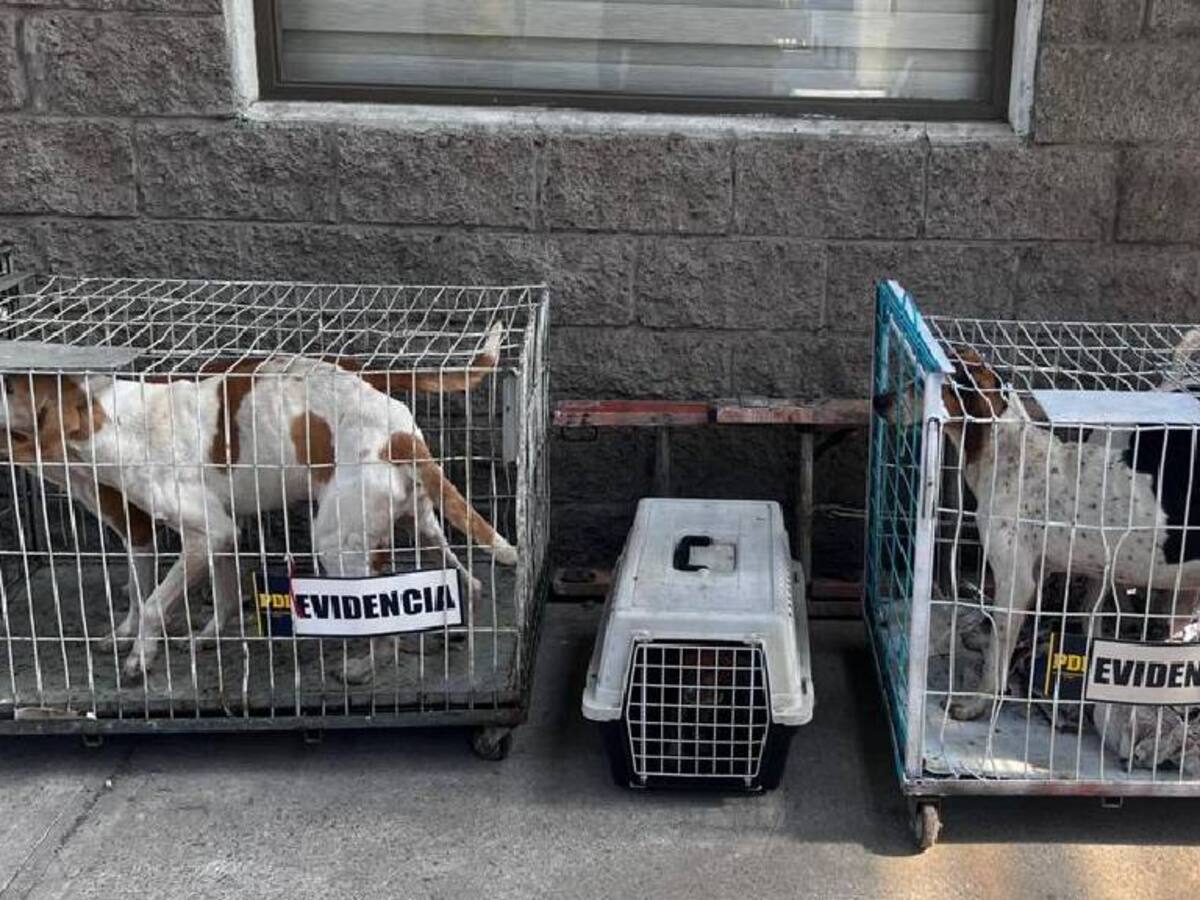 Maltrato animal en Rancagua: PDI rescata nueve perros y un zorro culpeo al interior de un domicilio
