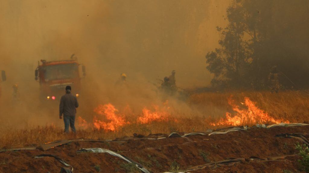 28  de Diciembre 2021/ CHILLAN.
Dueño de un predio agrícola de quillón intenta que el fuego no consuma su plantación de berries, en el marco del siniestro que consume más de 2100 hectáreas en la Región de Ñuble.


FOTO: JOSÉ CAMPOS / AGENCIA UNO