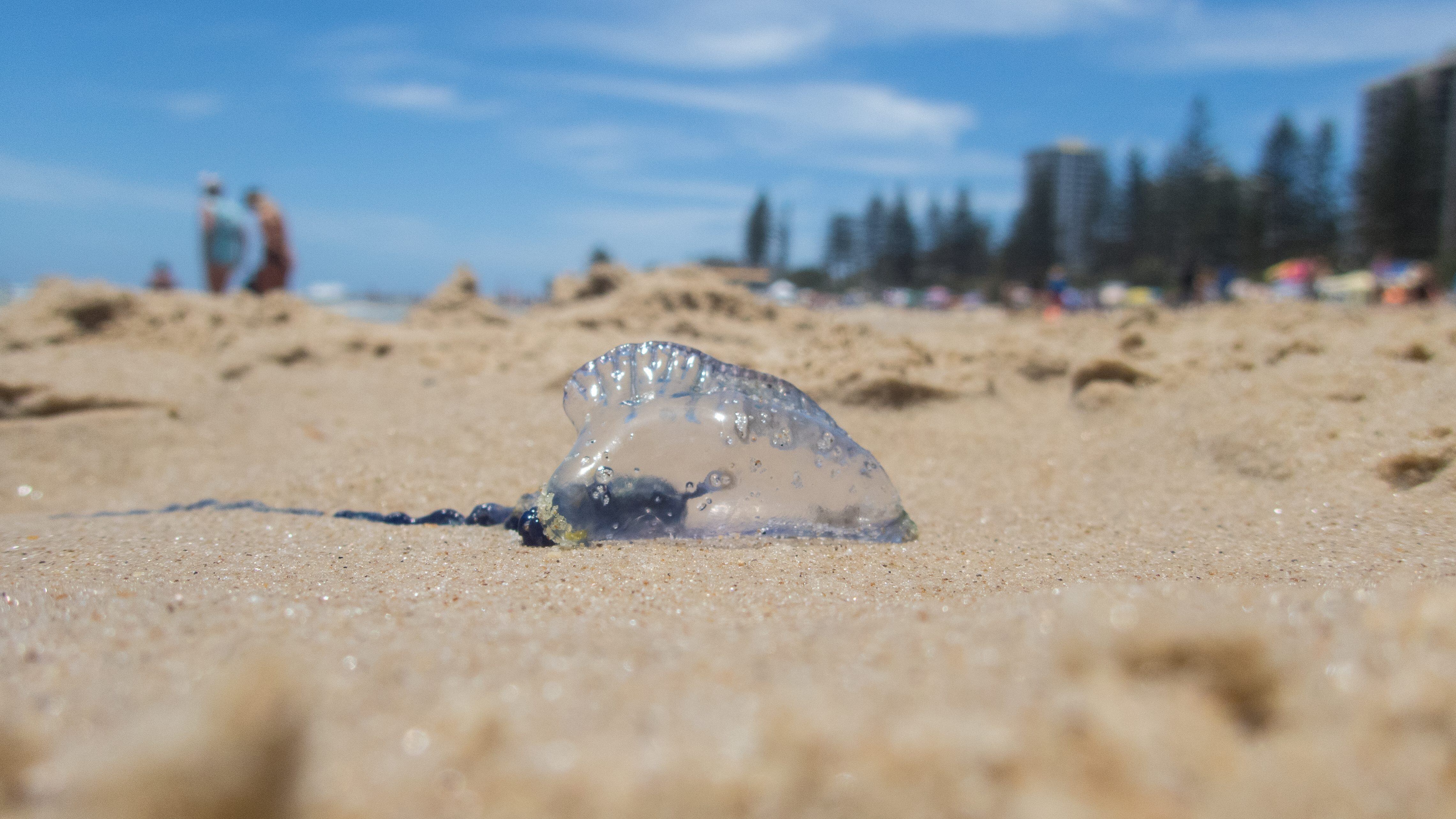 Close-up of Australian marine stinger bluebottle jellyfish washed up on gold coast beach