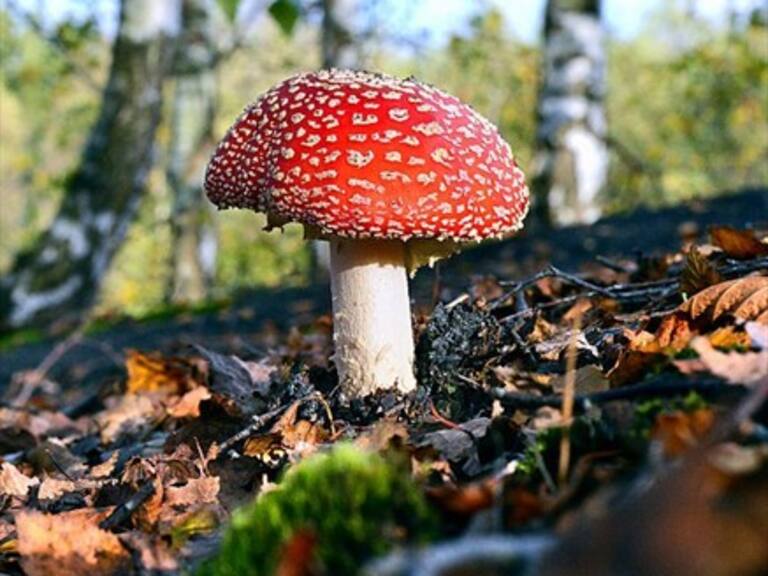 Estudio revela los efectos reales de los hongos alucinógenos en personas con depresión