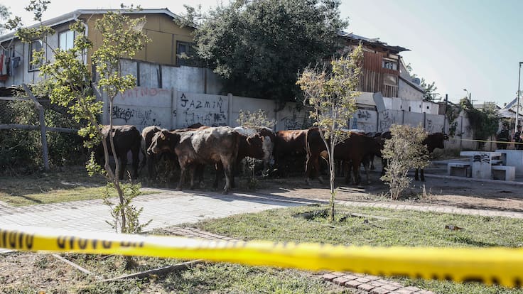 Dueño de camión con vacas volcado en Lo Espejocasegura que fue robado desde la comuna de Ranco