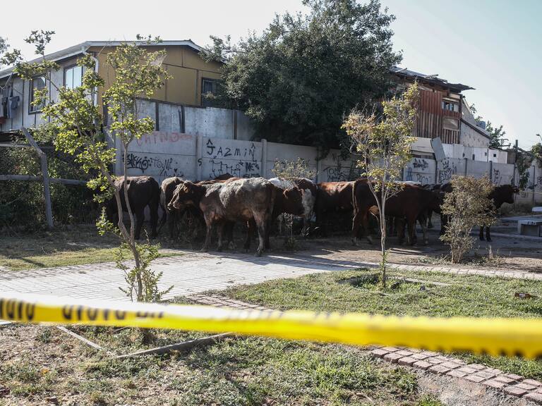 Dueño de camión con vacas volcado en Lo Espejocasegura que fue robado desde la comuna de Ranco