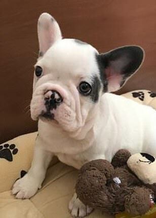 Gustav – Daily Mail.