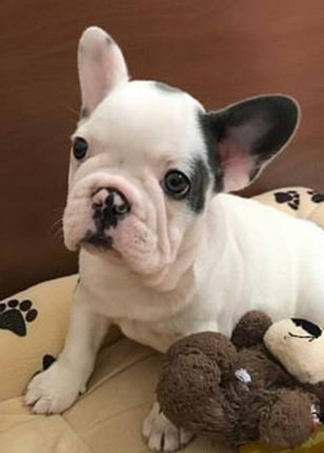 Gustav – Daily Mail.