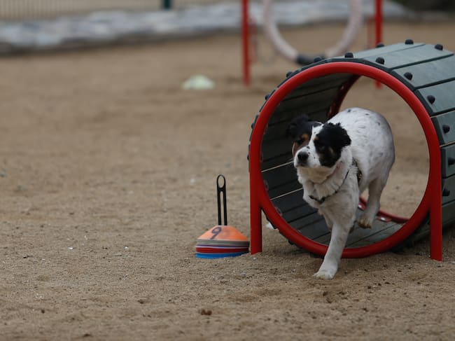 2 de JULIO del 2016/SANTIAGO
Con una presentación de la escuela de adiestramiento canino de Carabineros, el Alcalde de Vitacura, Raúl Torrealba, inauguró un espacio cerrado de 920 mts2, donde los perros podrán ejercitarse y sociabilizar al aire libre en el parque Bicentenario de Vitacura FOTO:FRANCISCO FLORES SEGUEL/AGENCIAUNO