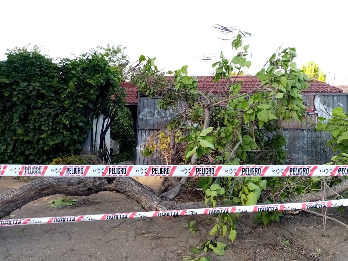Conductor ebrio chocó con árbol que cayó sobre casa en comuna de La Reina