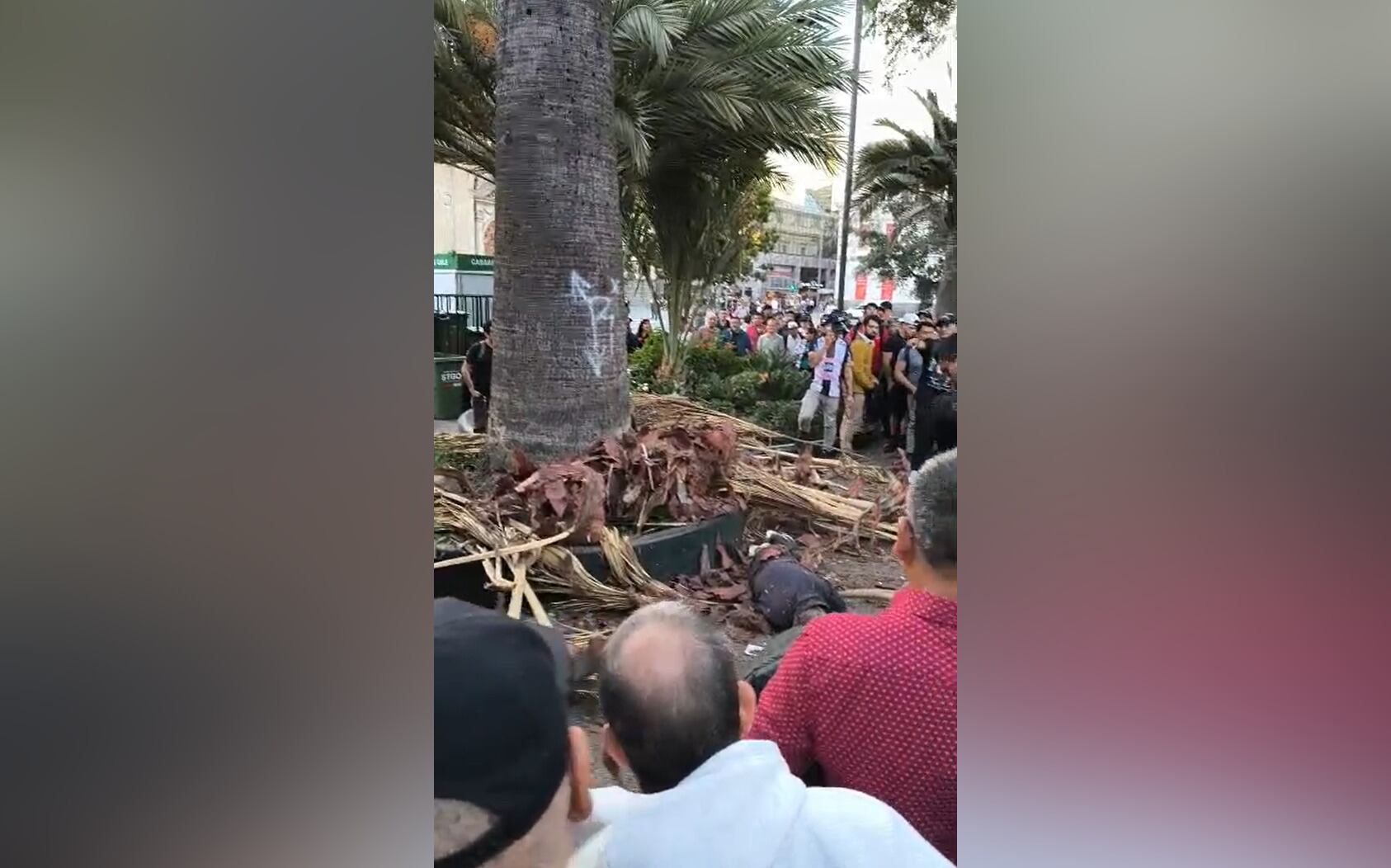 Rama de palmera cae sobre transeúnte en Plaza de Armas