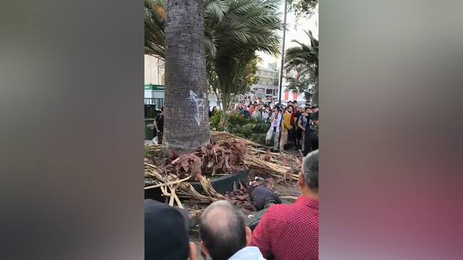 Rama de palmera cae sobre transeúnte en Plaza de Armas