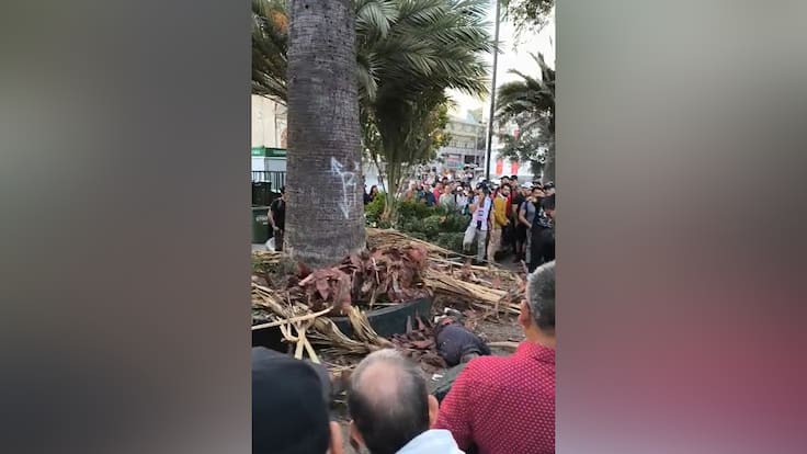 Rama de palmera cae sobre transeúnte en Plaza de Armas: fue trasladado a centro asistencial