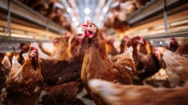 ¿Gallinas con depresión? Investigación chilena alerta sobre los efectos de las jaulas en la crianza de animales