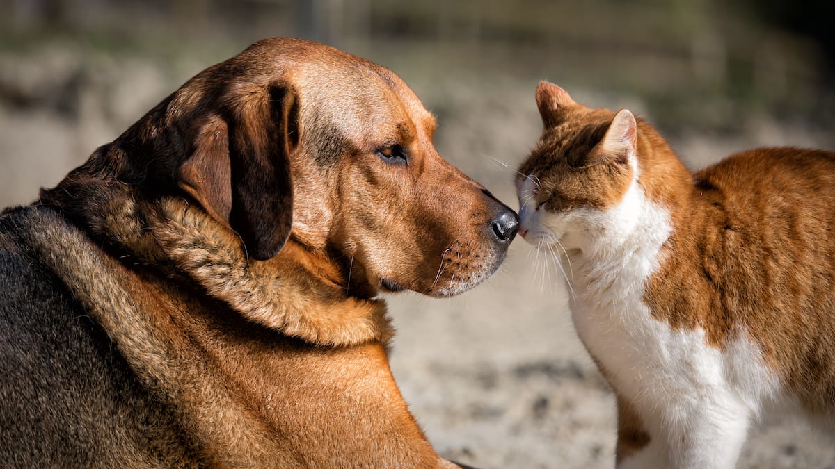 Quiénes podrán atenderse, cómo acceder y desde cuándo: todo sobre el primer Hospital Clínico Veterinario Regional
