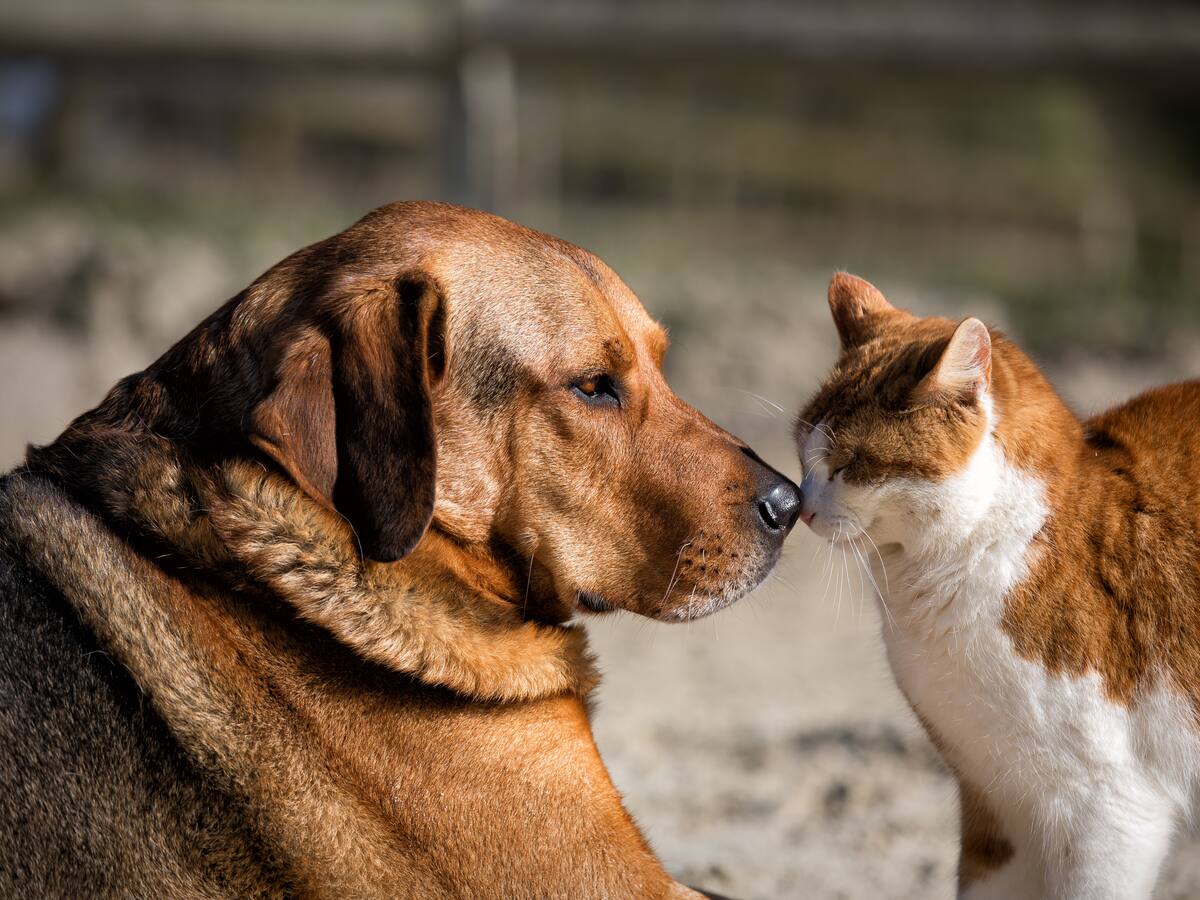Quiénes podrán atenderse, cómo acceder y desde cuándo: todo sobre el primer Hospital Clínico Veterinario Regional
