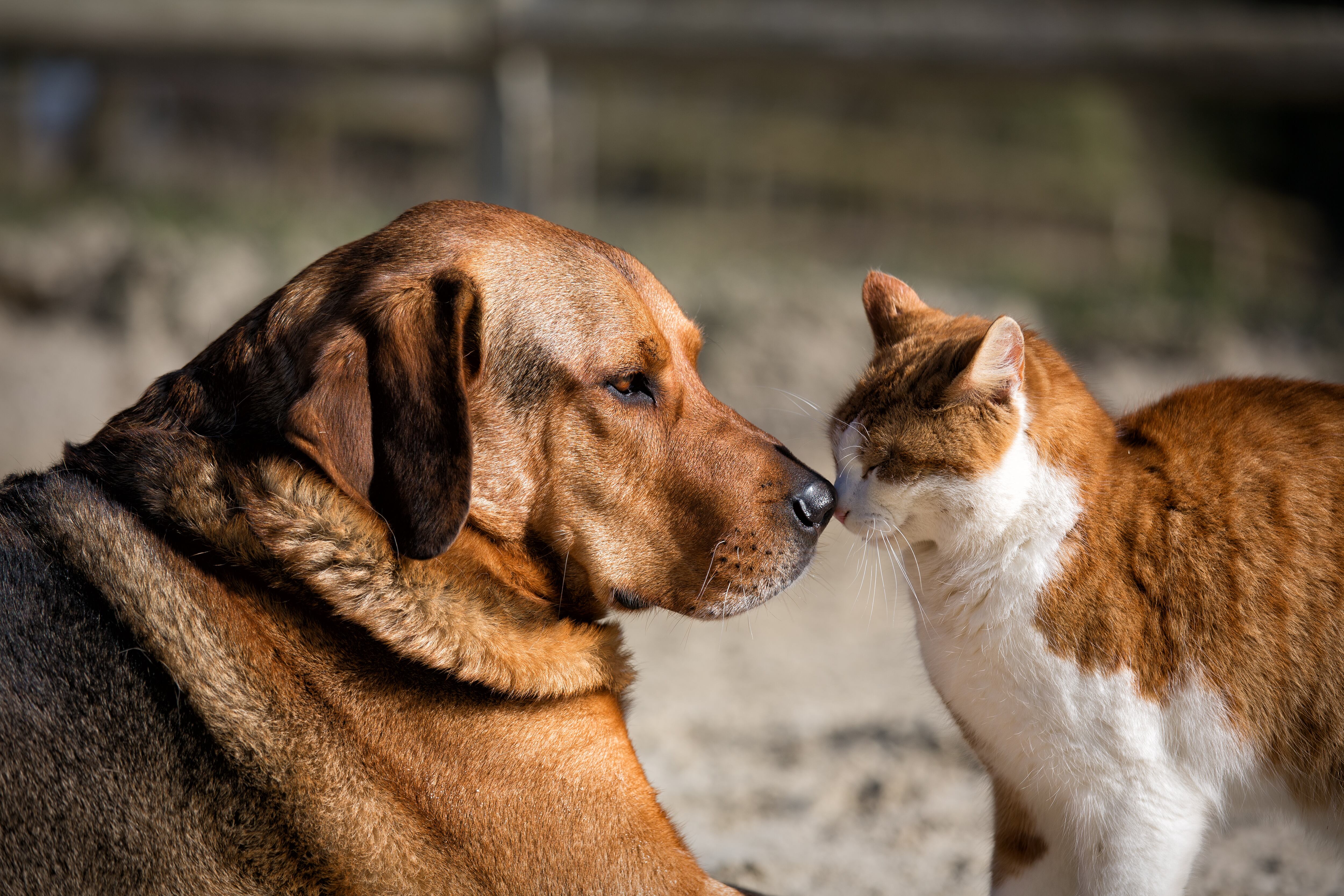 Quiénes podrán atenderse, cómo acceder y desde cuándo: todo sobre el primer Hospital Clínico Veterinario Regional