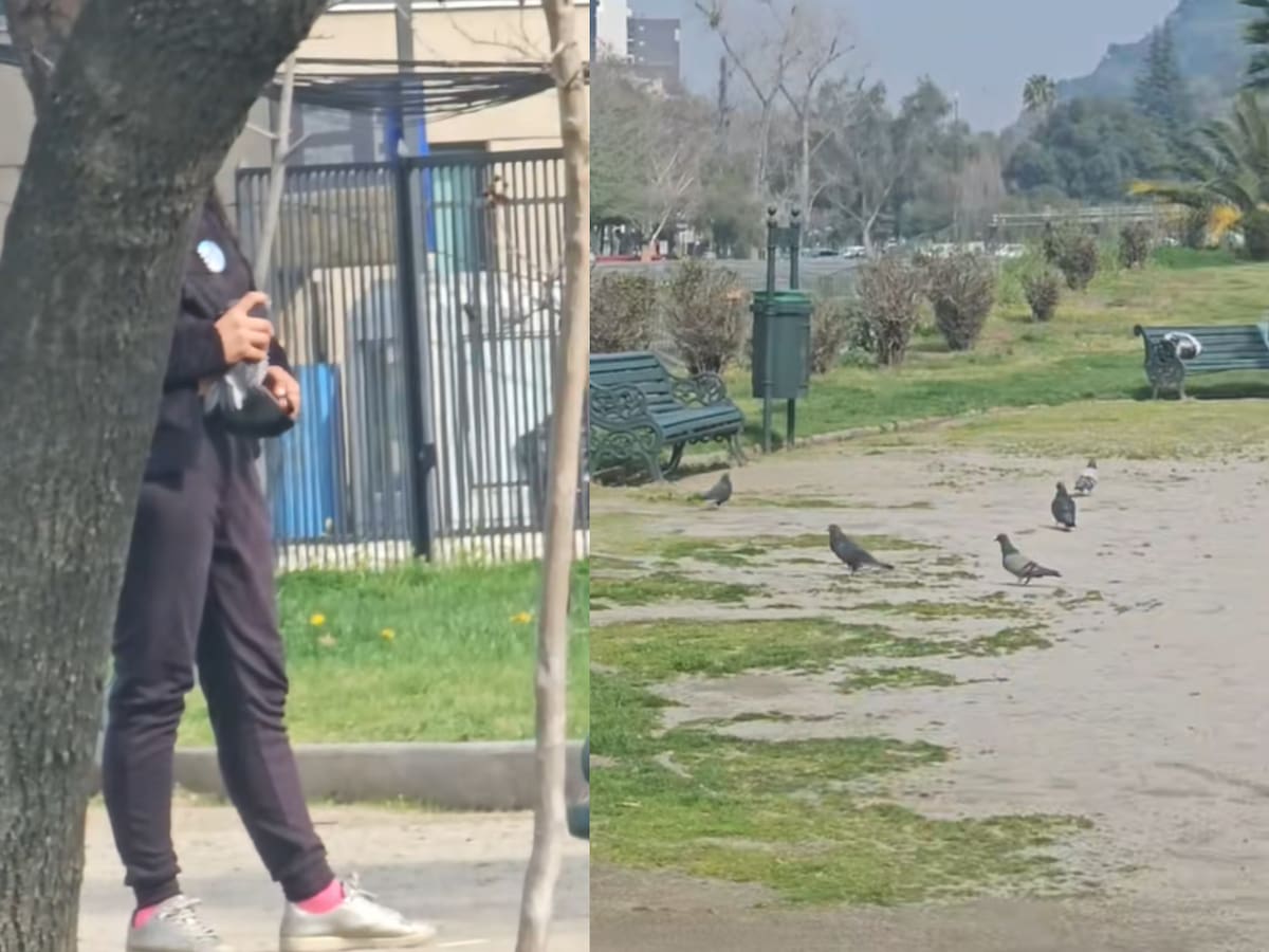 Alerta por caza de palomas en Providencia: afirman que restaurante las compra “para la carne”