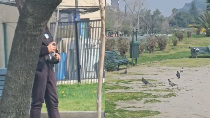 Alerta por caza de palomas en Providencia: afirman que restaurante las compra “para la carne”