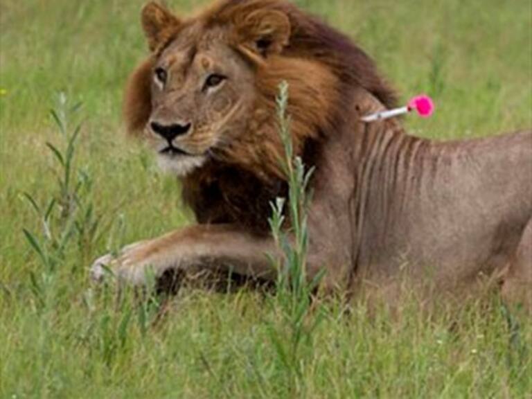 A cinco leonas les crece melena y actúan como leones