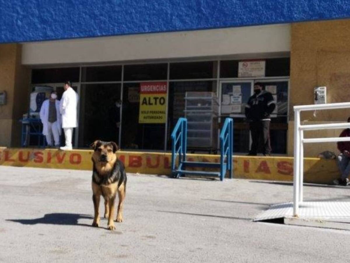 Perro lleva más de un mes esperando a su dueño fallecido por coronavirus afuera de un hospital en México