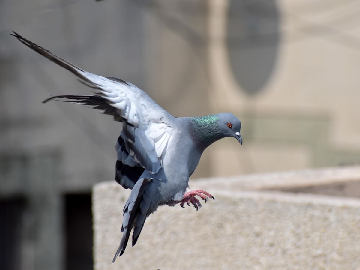 ¿Animales como drones? Rusia prueba implantes neuronales en palomas para misiones remotas: ya se realizó el primer vuelo controlado