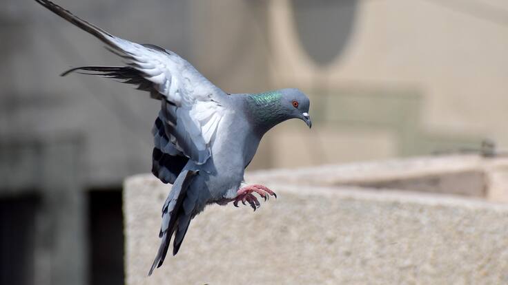 ¿Animales como drones? Rusia prueba implantes neuronales en palomas para misiones remotas: ya se realizó el primer vuelo controlado
