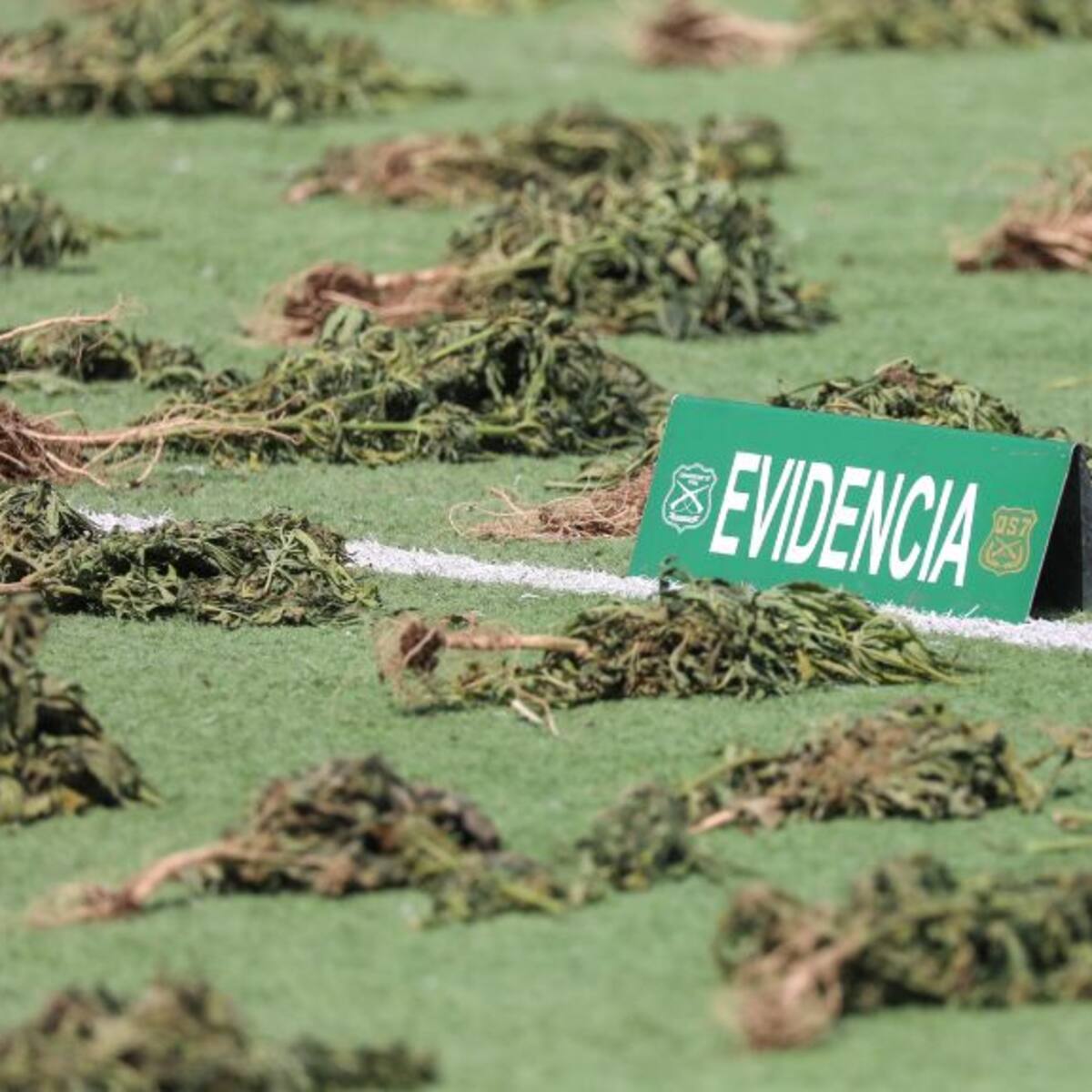 La Pintana: denuncia por olor a marihuana termina con la incautación de más de 300 plantas en laboratorio clandestino