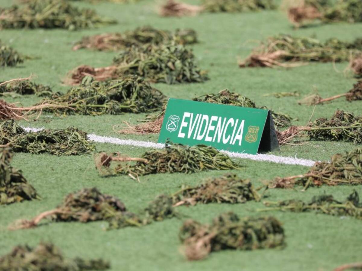 La Pintana: denuncia por olor a marihuana termina con la incautación de más de 300 plantas en laboratorio clandestino