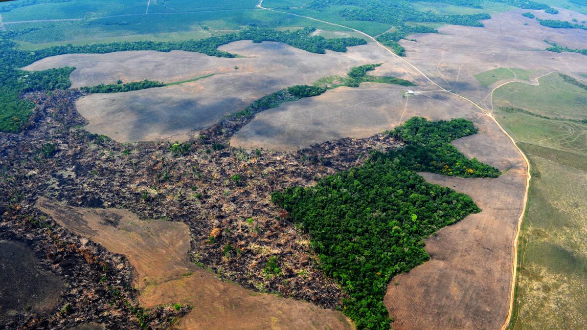 El colapso del “pulmón del mundo”: Dos tercios de la Amazonía están en riesgo de convertirse en sabana